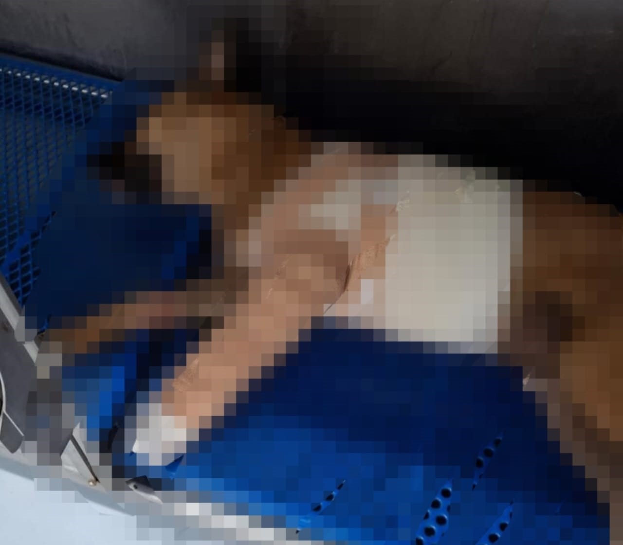 Milagro Peludo: Lomito herido se recupera en Mérida