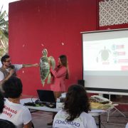¡Increíble! 63 voluntarios se preparan para salvar tortugas marinas