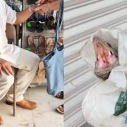 ¡En Tizimín! Abuelito termina mordido no por un perro sino por una iguana