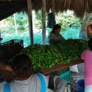 ¡Atención! Conagua lanza convocatoria clave para productores de Yucatán