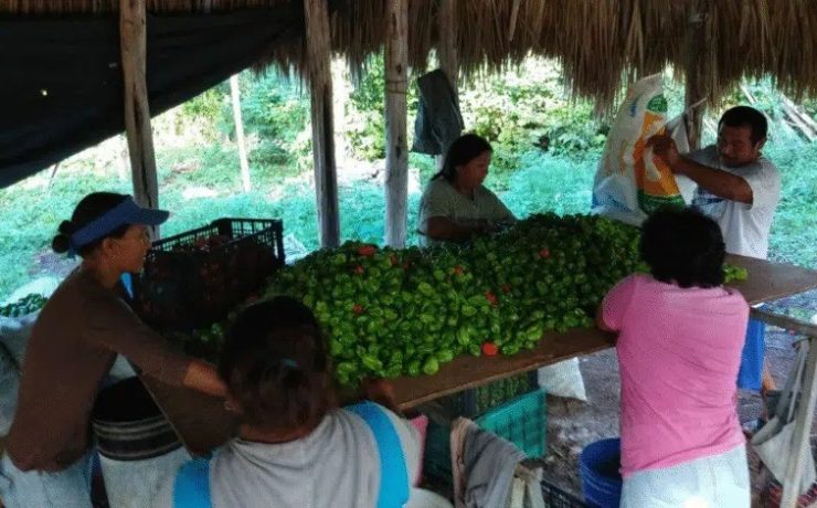 ¡Atención! Conagua lanza convocatoria clave para productores de Yucatán