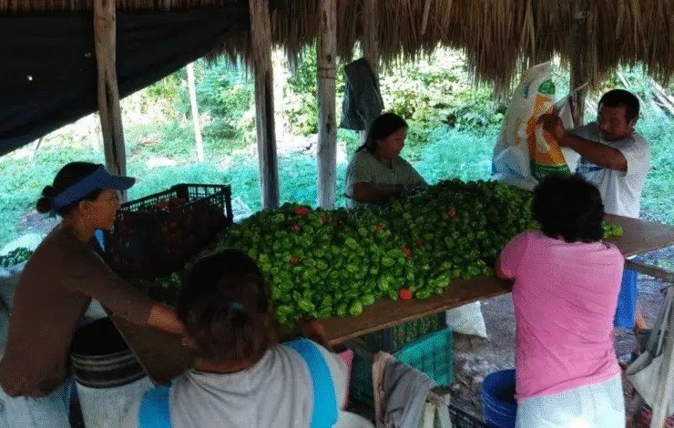 ¡Atención! Conagua lanza convocatoria clave para productores de Yucatán