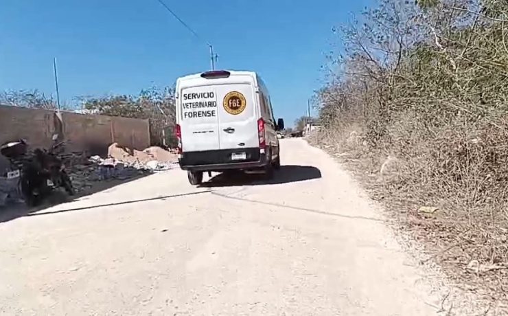 Perros Enven3nados: Hallan seis perros muertos en Dzityá