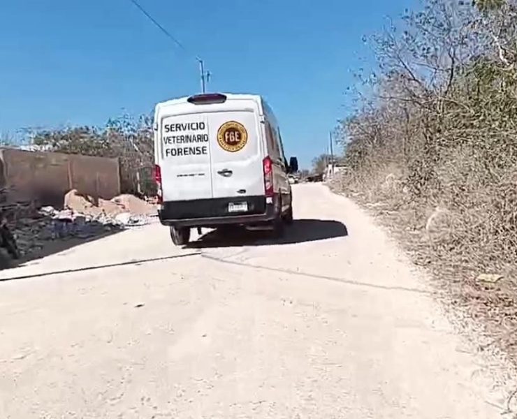 Perros Enven3nados: Hallan seis perros muertos en Dzityá