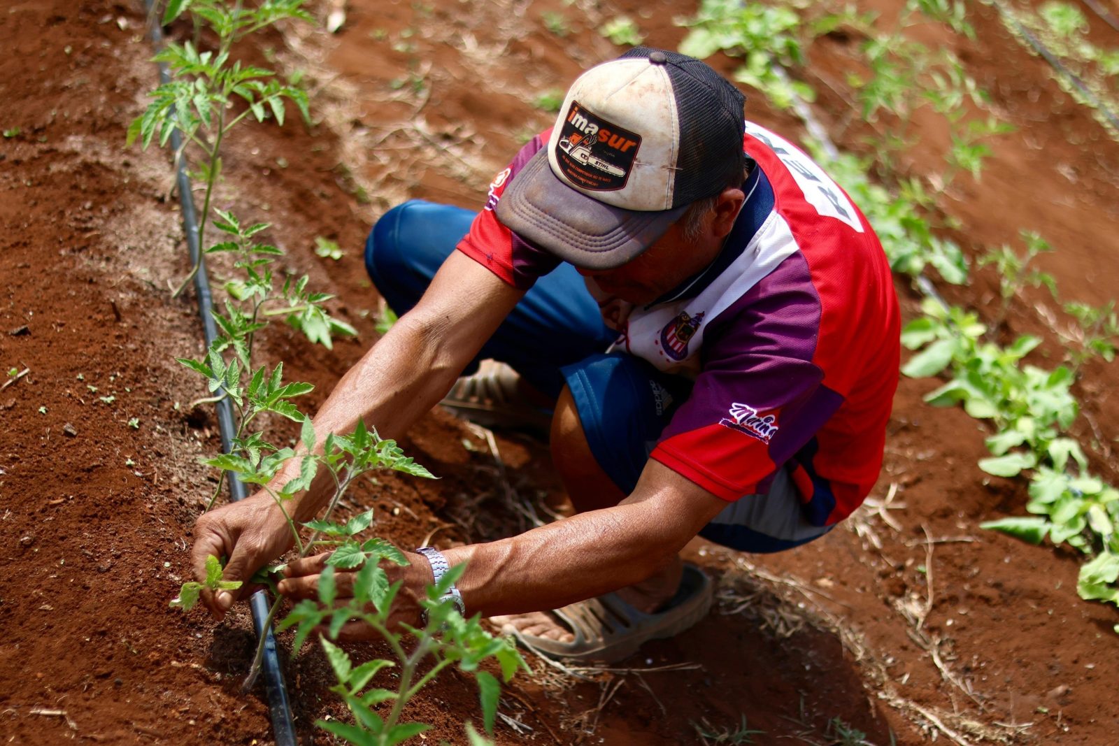 Huertos de Traspatio generan ingresos y bienestar para familias de Temozón