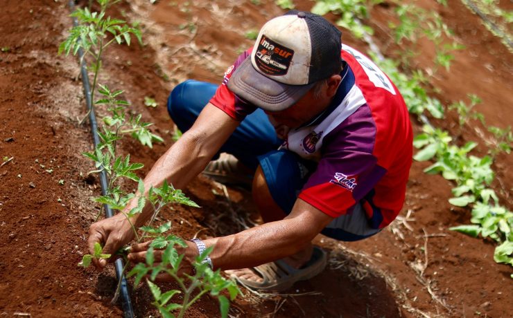Huertos de Traspatio generan ingresos y bienestar para familias de Temozón