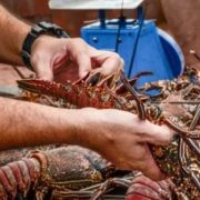 Langosta en pausa: Inicia la Veda en Yucatán