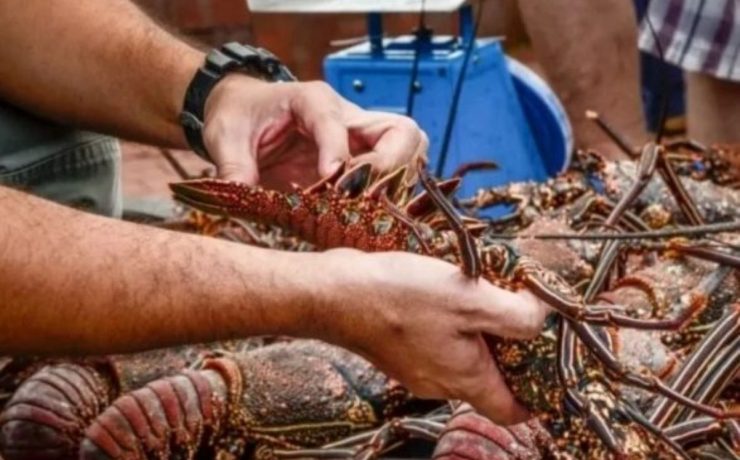 Langosta en pausa: Inicia la Veda en Yucatán