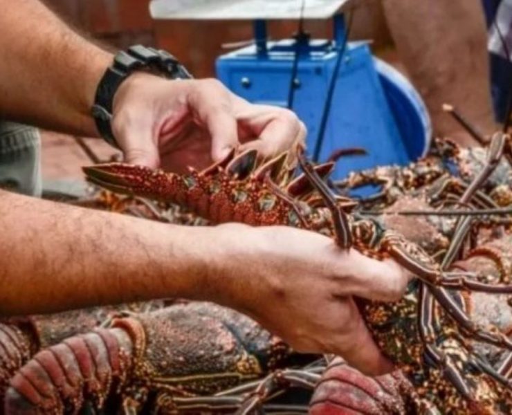 Langosta en pausa: Inicia la Veda en Yucatán