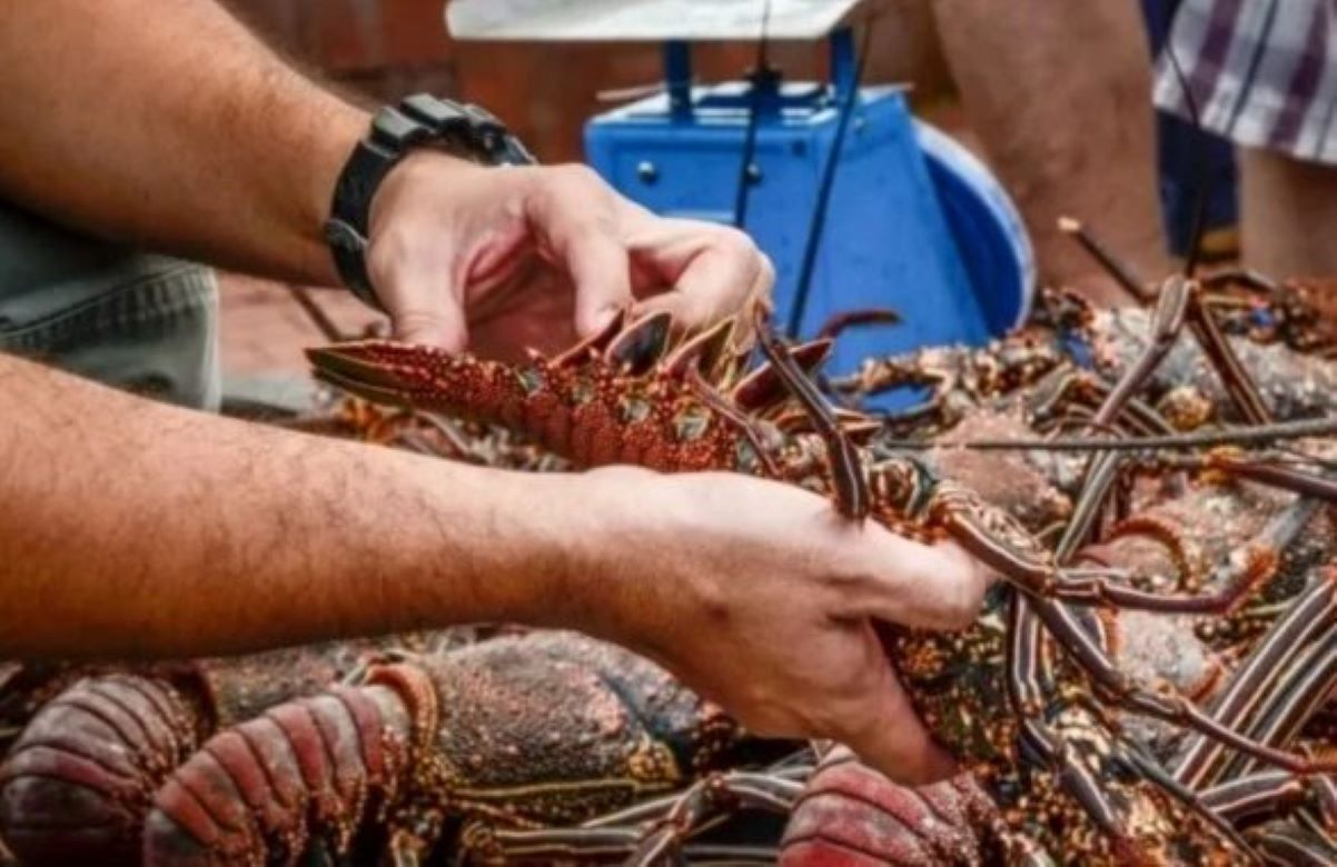 Langosta en pausa: Inicia la Veda en Yucatán