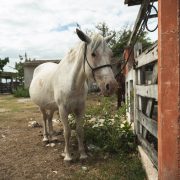 Gusano Barrenador: Nuevos casos en Yucatán continúan medidas estratégicas