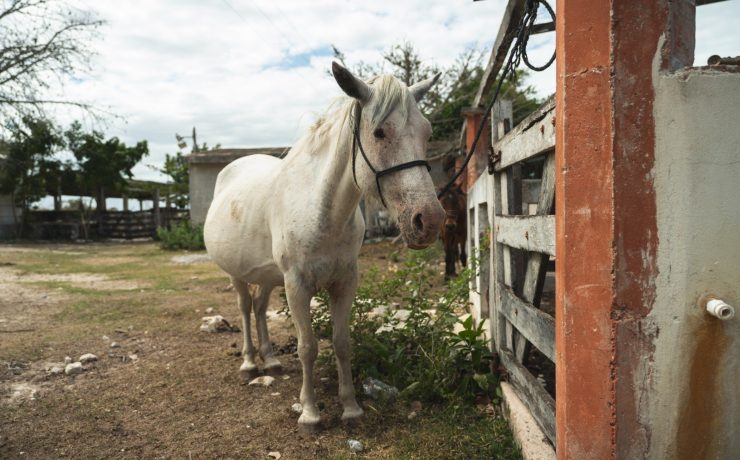 Gusano Barrenador: Nuevos casos en Yucatán continúan medidas estratégicas