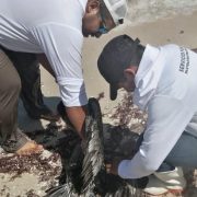 Rescate urgente de pelícano enredado moviliza autoridades en Chelem