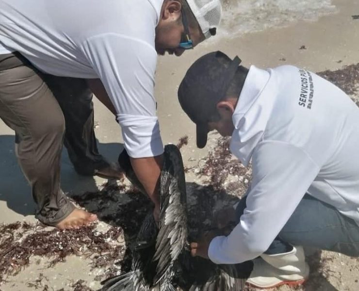 Rescate urgente de pelícano enredado moviliza autoridades en Chelem