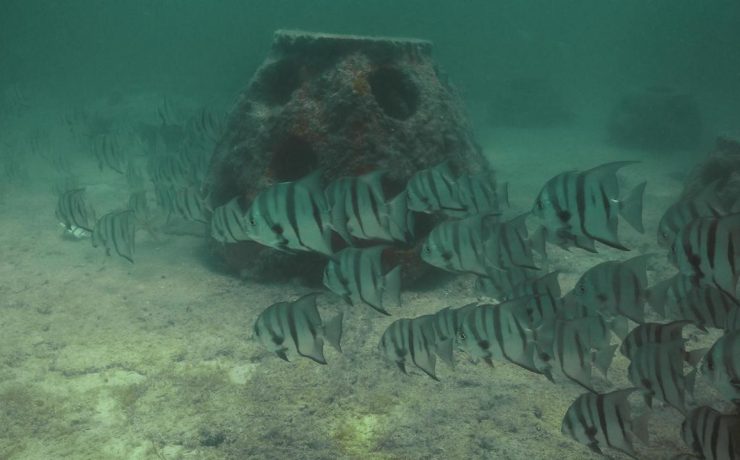 Impacto Marino: Inicia formación del primer arrecife artificial en Río Lagartos