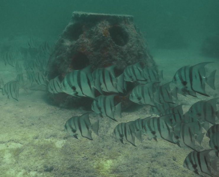 Impacto Marino: Inicia formación del primer arrecife artificial en Río Lagartos