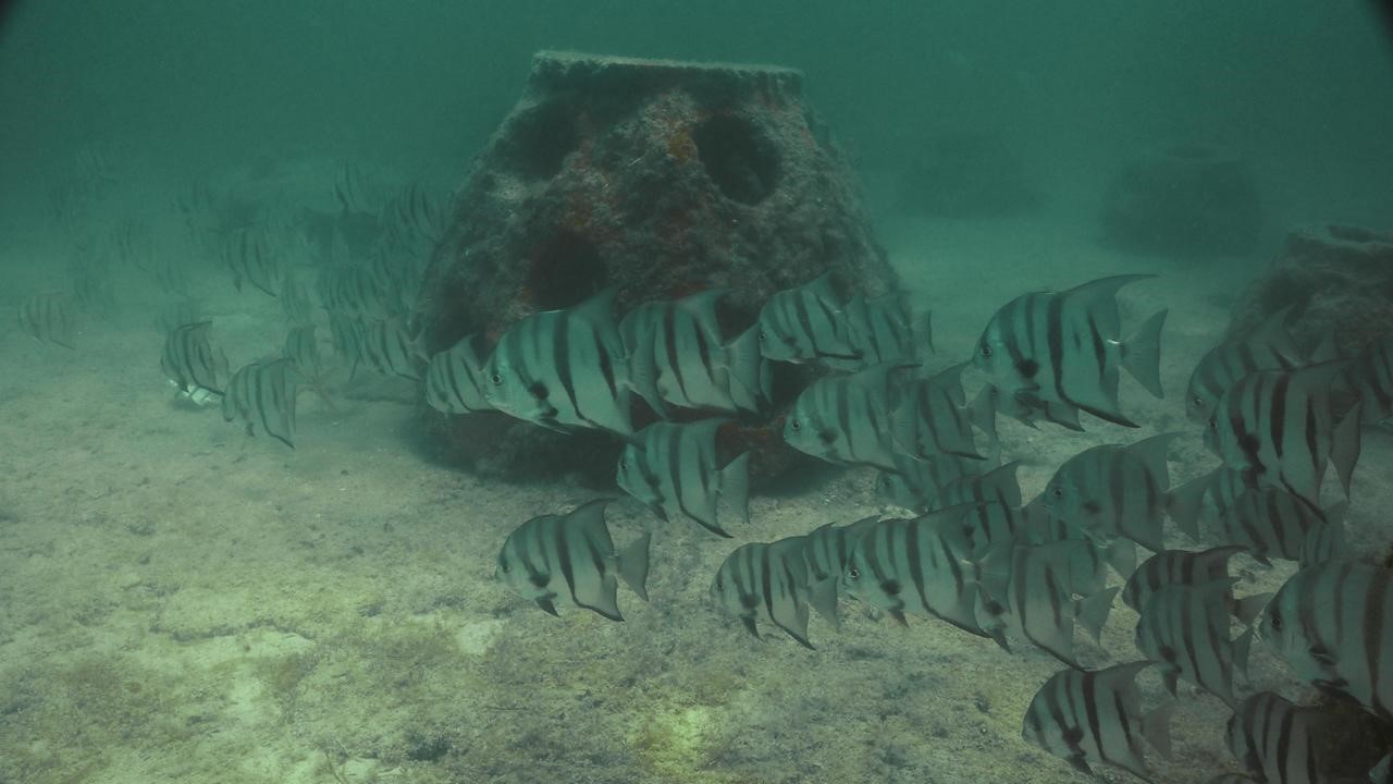 Impacto Marino: Inicia formación del primer arrecife artificial en Río Lagartos