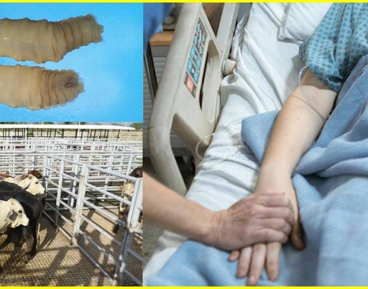 ¡Alerta en Yucatán! Confirman primera muerte por gusano barrenador