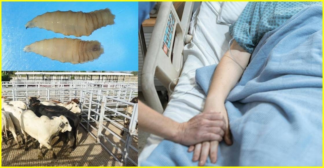 ¡Alerta en Yucatán! Confirman primera muerte por gusano barrenador