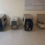 Tres hombres fueron enviados a prisión preventiva tras ser acusados de maltrato contra varios cachorros en Mérida.