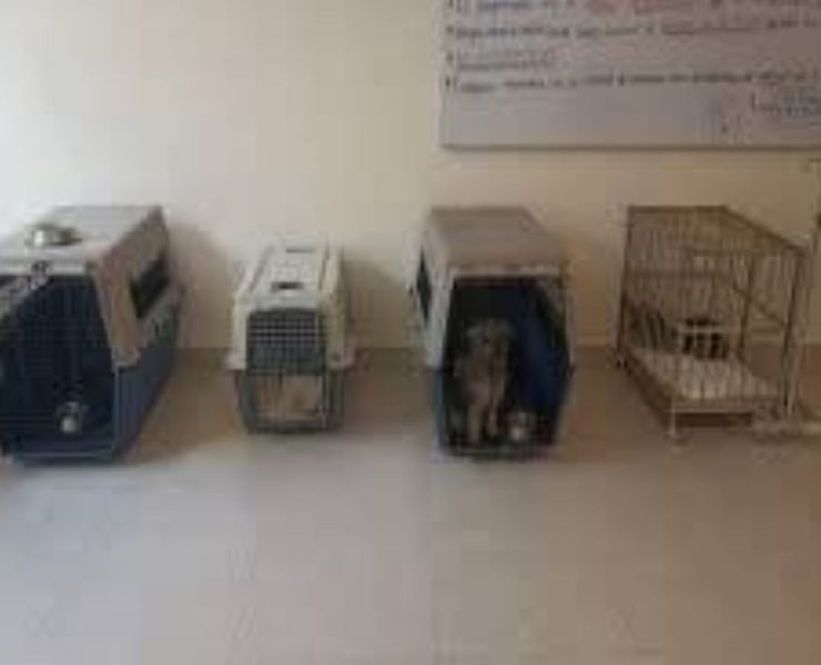 Tres hombres fueron enviados a prisión preventiva tras ser acusados de maltrato contra varios cachorros en Mérida.