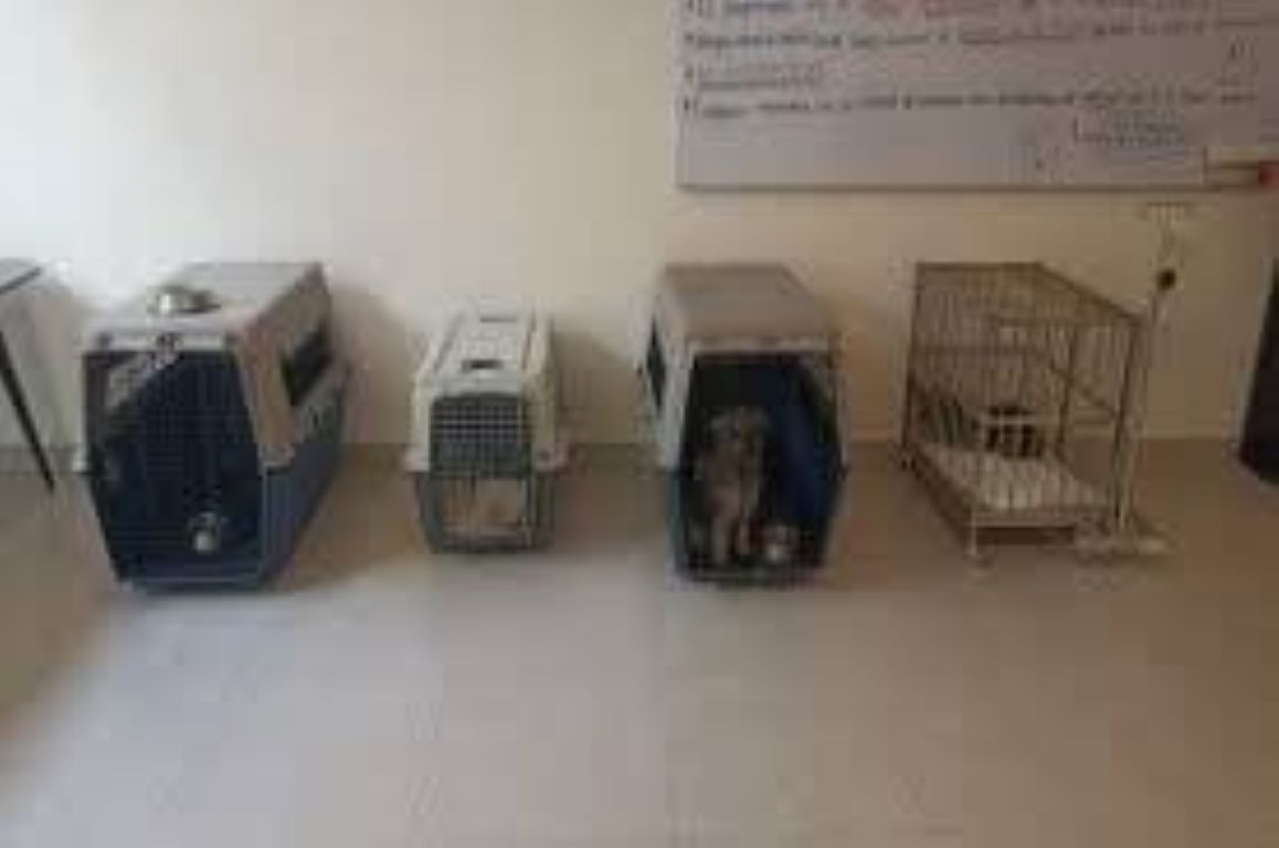 Tres hombres fueron enviados a prisión preventiva tras ser acusados de maltrato contra varios cachorros en Mérida.