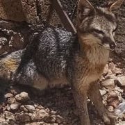 ¡Inesperado rescate! Cría de zorra aparece en predio de Ixil