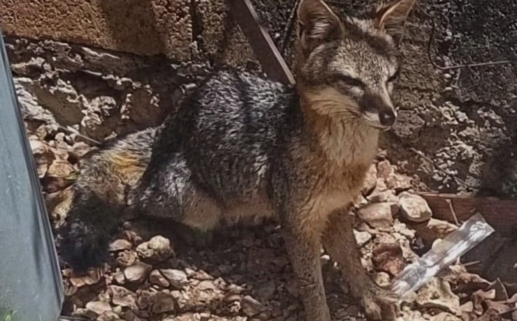 ¡Inesperado rescate! Cría de zorra aparece en predio de Ixil