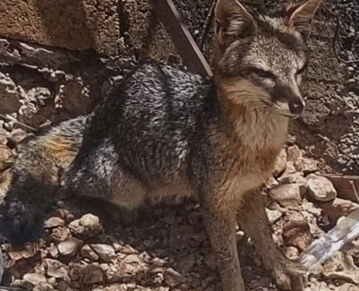 ¡Inesperado rescate! Cría de zorra aparece en predio de Ixil