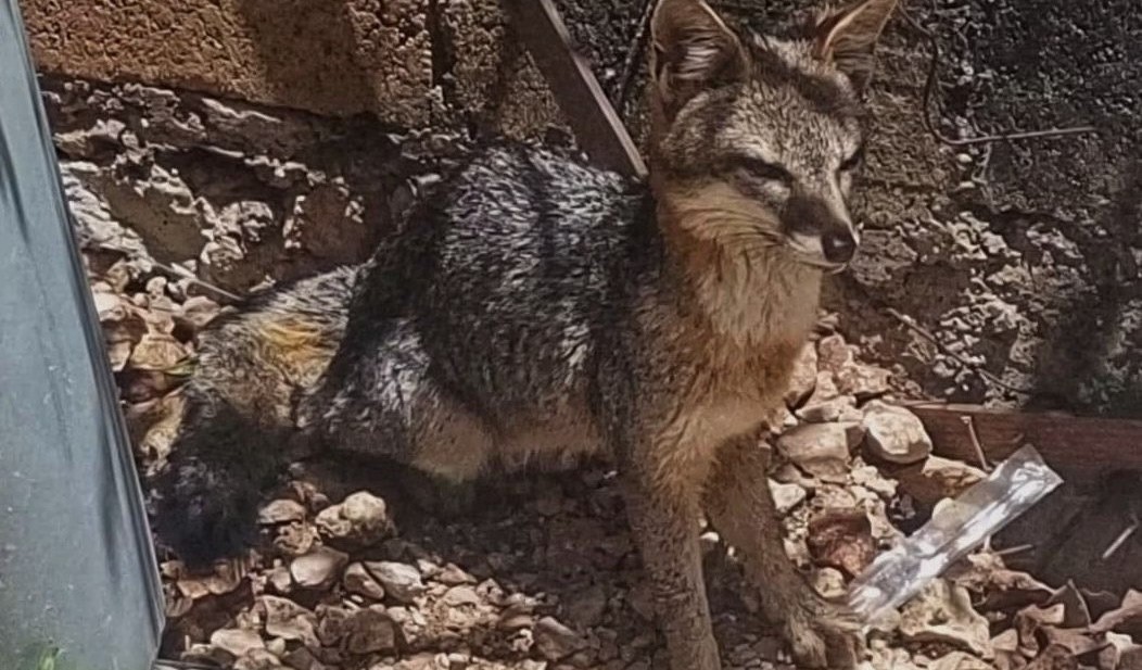 ¡Inesperado rescate! Cría de zorra aparece en predio de Ixil