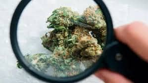 El Fentanilo con marihuana en Yucatán no se detecta a simple vista, aumentando el peligro de sobredosis entre consumidores.