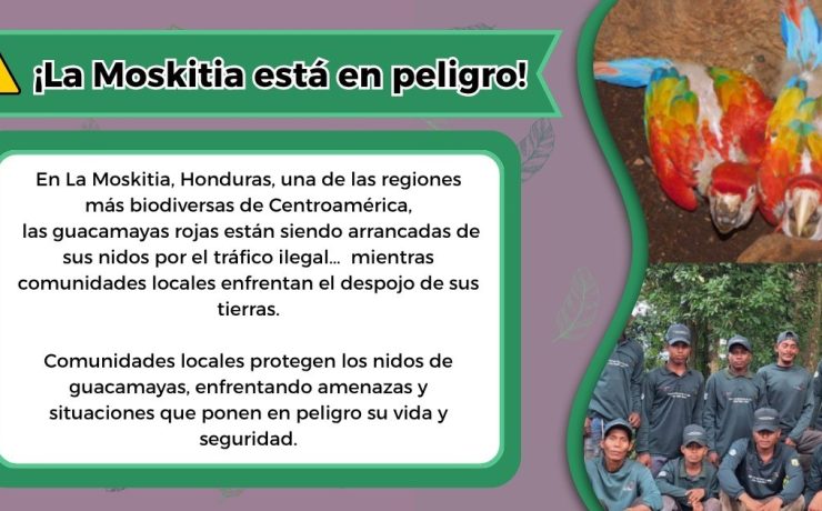 ¡Alerta! La Guacamaya Roja de La Moskitia enfrenta peligro de extinción