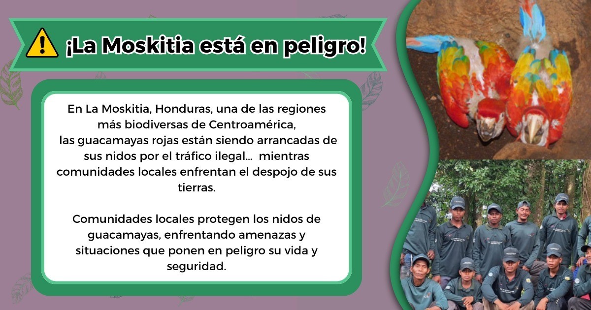 ¡Alerta! La Guacamaya Roja de La Moskitia enfrenta peligro de extinción