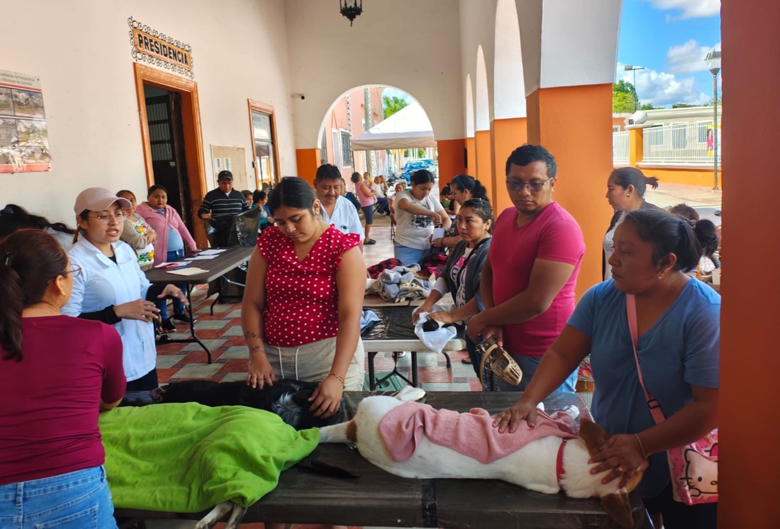 Yucatán impulso fuerte control de perros y gatos: 1,029 cirugías y 16,314 vacunas antirrábicas