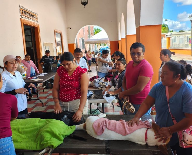 Yucatán impulso fuerte control de perros y gatos: 1,029 cirugías y 16,314 vacunas antirrábicas