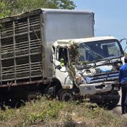 ¡Impactante! Camión con cientos de cerdos termina volcado