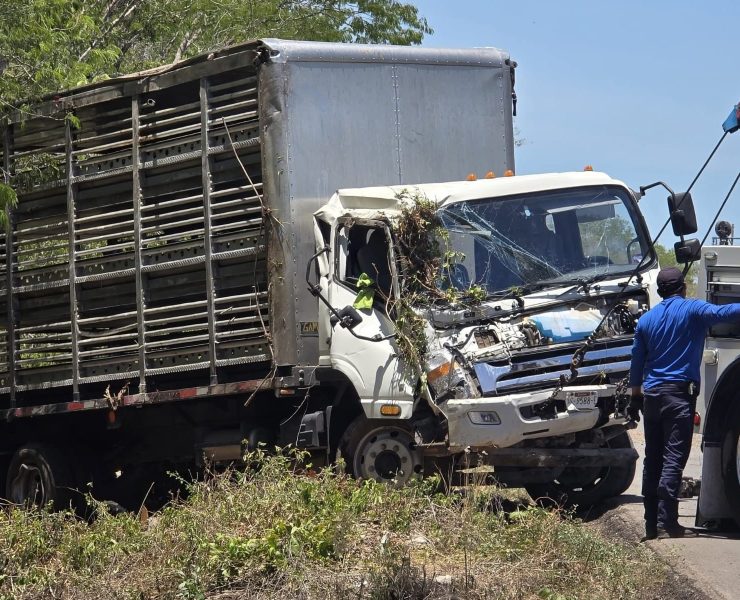 ¡Impactante! Camión con cientos de cerdos termina volcado