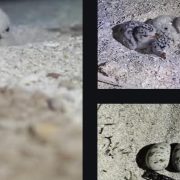 Arrancones mortales: Destruyen nidos de aves en Telchac Puerto