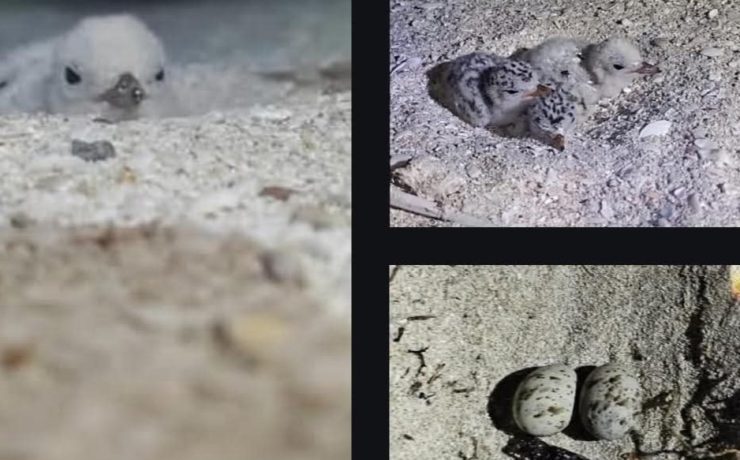 Arrancones mortales: Destruyen nidos de aves en Telchac Puerto