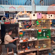 Impacto Total: Profepa asegura 34 ejemplares de fauna silvestre en mercado Mérida