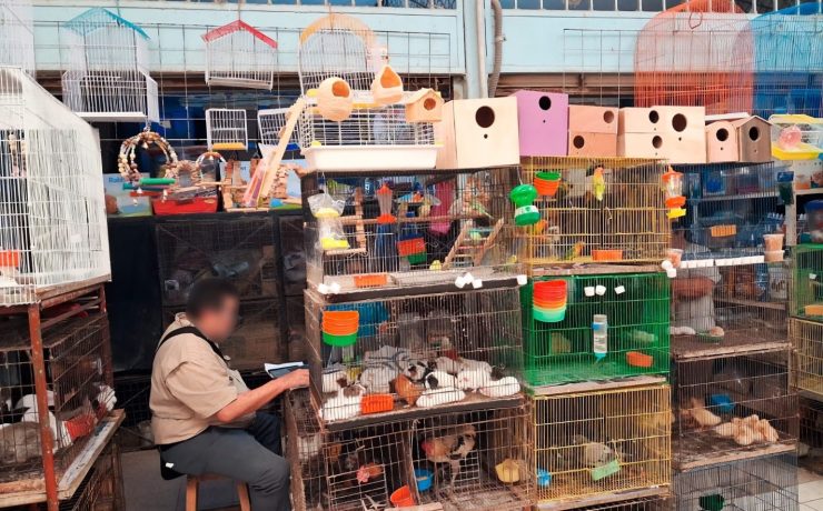 Impacto Total: Profepa asegura 34 ejemplares de fauna silvestre en mercado Mérida