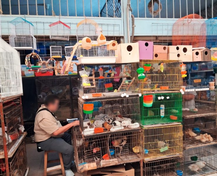 Impacto Total: Profepa asegura 34 ejemplares de fauna silvestre en mercado Mérida