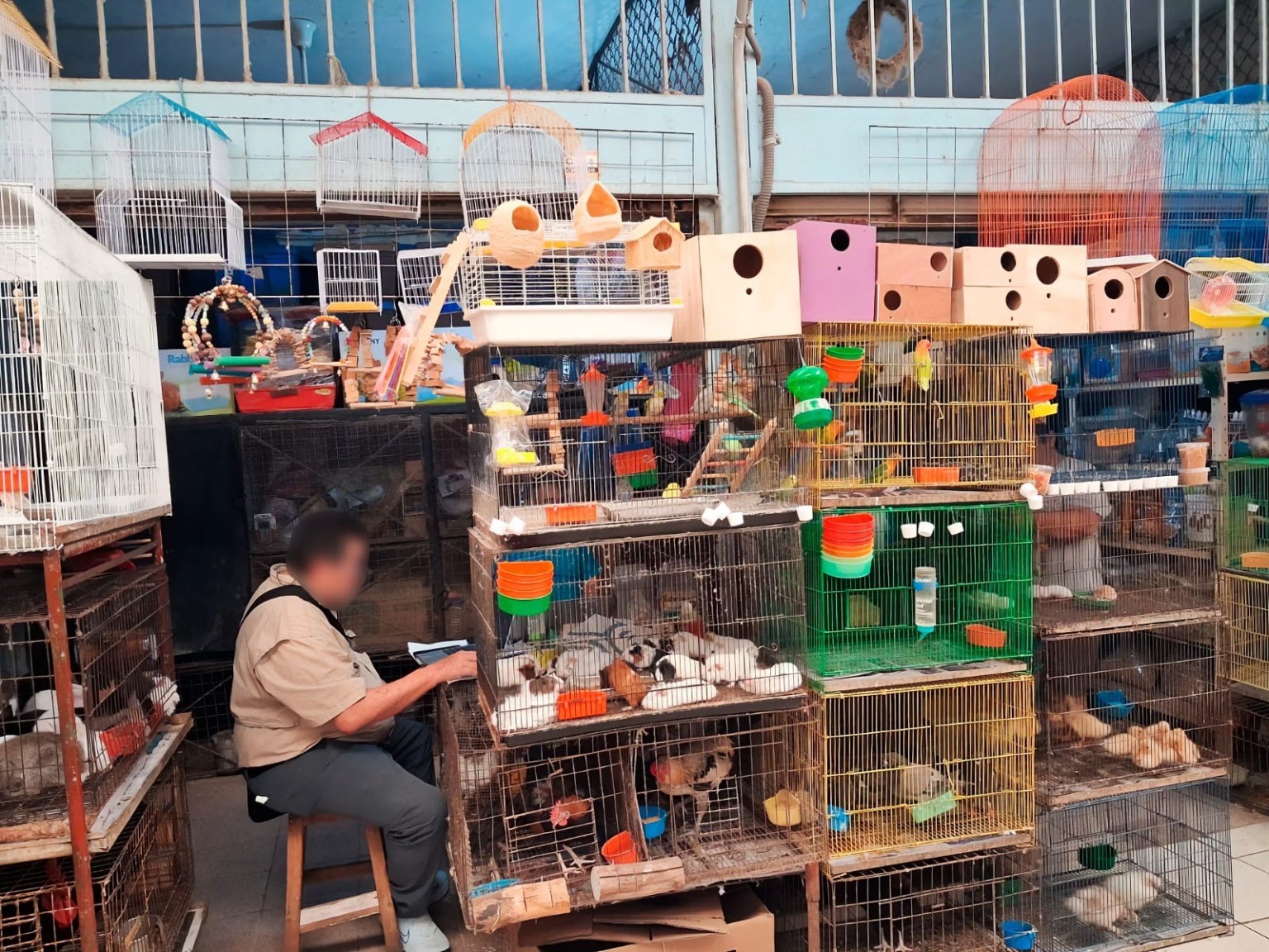 Impacto Total: Profepa asegura 34 ejemplares de fauna silvestre en mercado Mérida