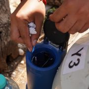 Yucatán impulsa repoblamiento ganadero con inseminación artificial exitosa