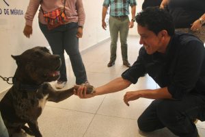 Autoridades de Mérida reforzaron el seguimiento del caso para garantizar que Zeus continúe en condiciones adecuadas de bienestar y protección.