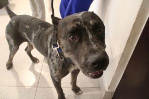 Zeus regresa a su hogar tras la intervención de la UMABA y el compromiso del tutor de cumplir con las medidas de bienestar animal.