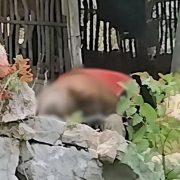 Impactante muerte en Maxcanú: enjambre de abejas cobra la vida de adulto mayor