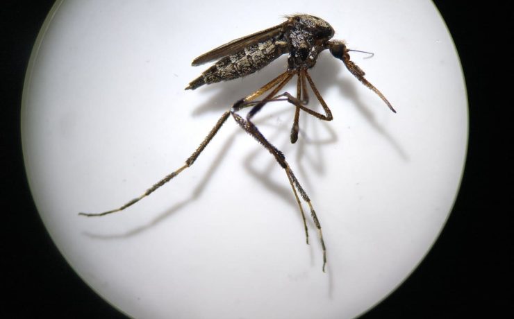 Aprende a identificar al mosquito transmisor y prevenir enfermedades en lluvias