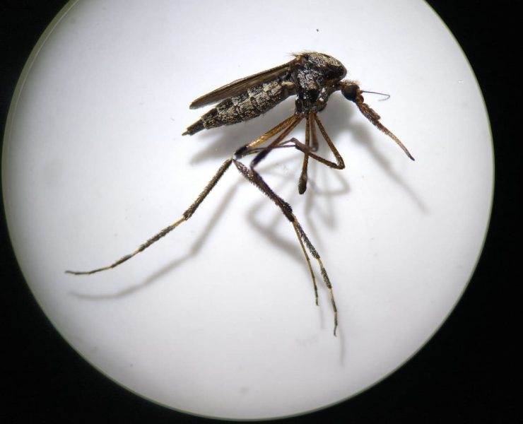 Aprende a identificar al mosquito transmisor y prevenir enfermedades en lluvias
