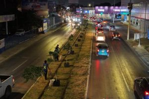 Los árboles retirados de Circuito Colonias serán reubicados en el poniente de Mérida para formar parte del primer bosque urbano en la historia de la ciudad.